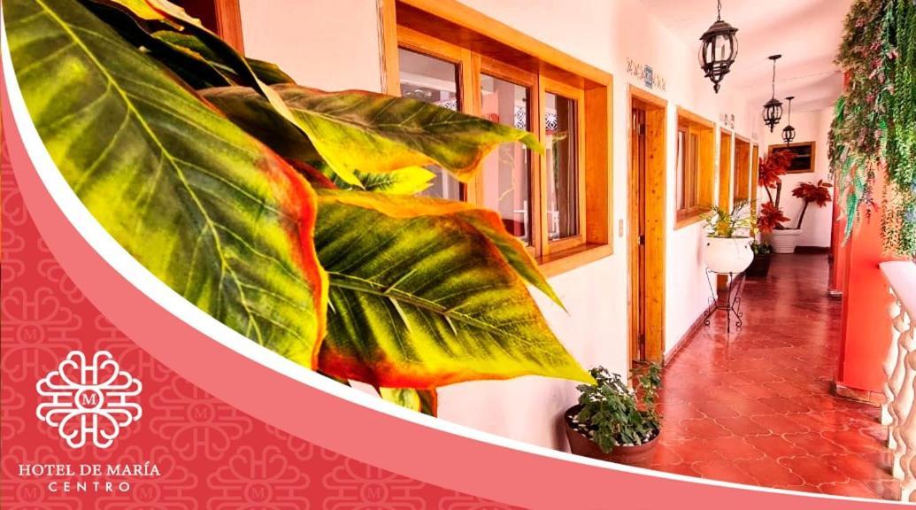 Hotel De Mariacentro San Cristóbal de Las Casas エクステリア 写真